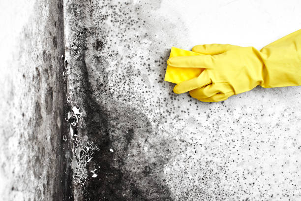 Best Certified Mold Removal  in Lwa, CA