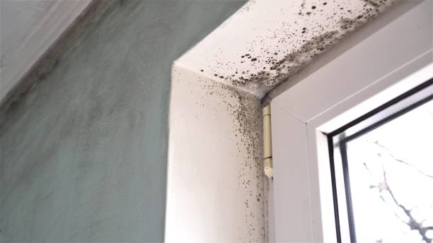 Best Mold Testing  in Lwa, CA