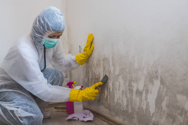Best Certified Mold Removal  in Lwa, CA