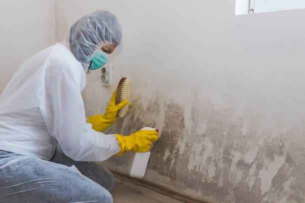 Home Mold Removal in Calwa, CA