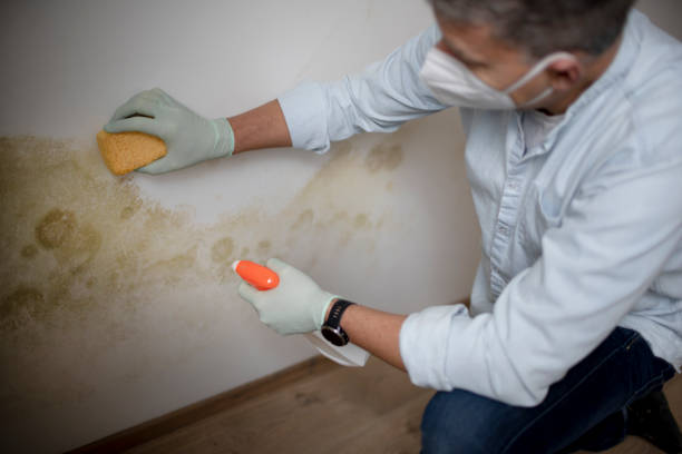 Best Mold Testing  in Lwa, CA