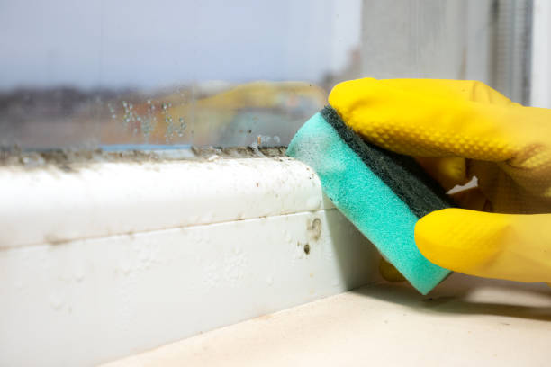 Best Fast Mold Removal  in Lwa, CA