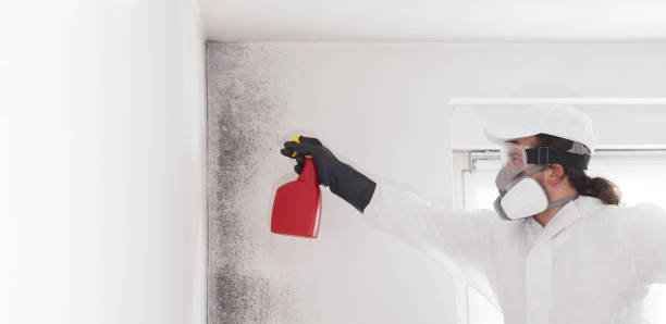 Best Mold Damage Repair  in Lwa, CA