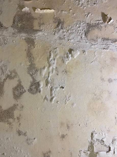 Best Office Mold Removal Services  in Lwa, CA