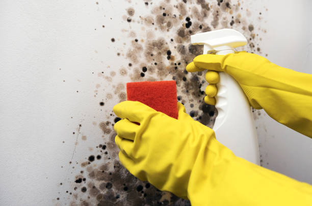 Best Mold Remediation Experts  in Lwa, CA