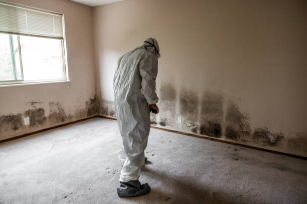 Best Mold Remediation  in Lwa, CA