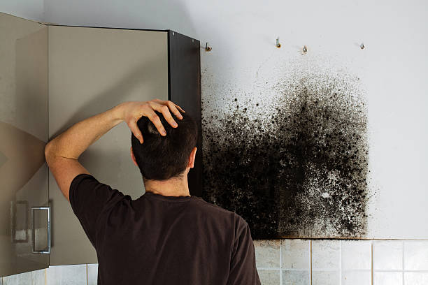 Best Mold Remediation  in Lwa, CA
